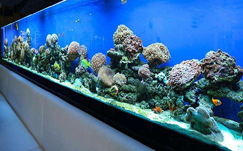 如何打造属于自己的生态鱼缸？拢共分5个步骤